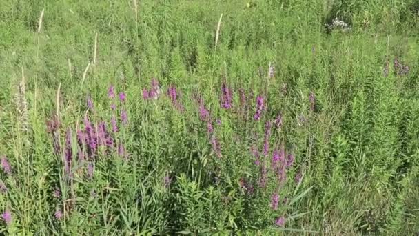 Высокие Фиолетовые Цветы Зелеными Растениями Травой Крупным Планом Поле Медленный — стоковое видео