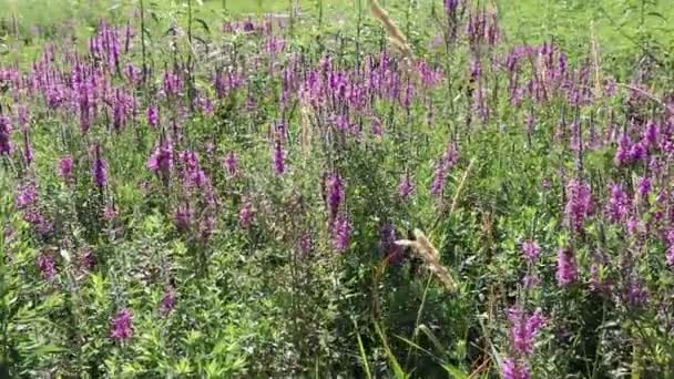 许多高大的紫罗兰和绿色的植物在一个阳光普照的户外 从左到右 在多风的田野里看到了许多高大的紫色花朵和绿色的植物 美丽的阳光映衬着高大的紫色花朵和在微风中轻轻地生长在室外的绿色植物 — 图库视频影像