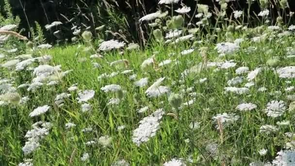 Grandes Flores Brancas Acenando Uma Brisa Dia Ensolarado Verão Close — Vídeo de Stock