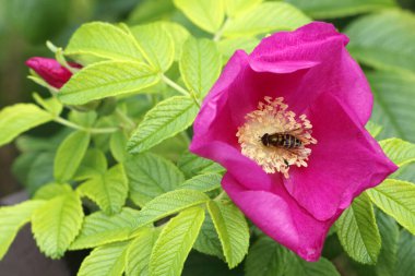 Kırmızı bir Rosa Rugosa çiçeğinin sarı çiçeğinin içinde polen toplayan bir yaban arısı. Alaska Sitka arısına yakın çekim Nootka ya da Orman arısı olarak da bilinir. Kırmızı bir Rosa Rugosa çiçeğinin sarı kekinden polen toplar..