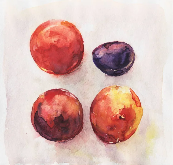 Four Watercolor Fruits Still Life Tomato Plum Peach Nectarine Real — Stock Photo, Image