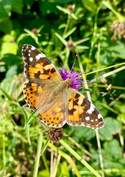 Painted Lady Vanessa Cardui Most Widespread Species Butterfly World Occurs — Stock Photo, Image