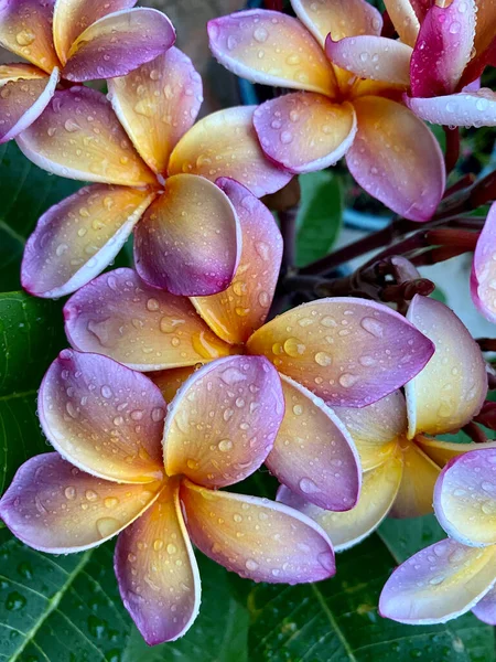 เมอเร นในช Frangipani นสก ลของพ ชดอกในครอบคร — ภาพถ่ายสต็อก