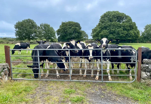 Vaches Irlandaises Curieuses Une Barrière Prairie Près Headford Dans Comté Images De Stock Libres De Droits