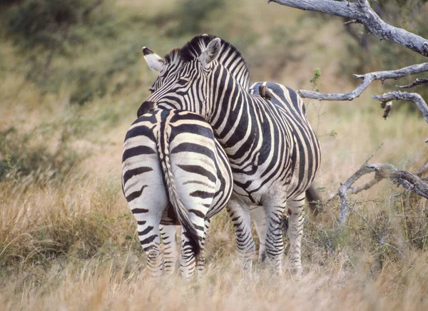 Pair Burchell Zebras Equus Burchellii Pair Red Billed Oxpecker Kruger — Stock Photo, Image