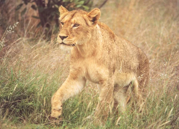 Løvinde Panthera Leo Kruger National Park Sydafrika - Stock-foto