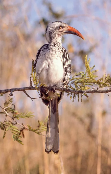 Hornbill Bico Vermelho Empoleirado Uma Árvore Parque Nacional Kruger África — Fotografia de Stock