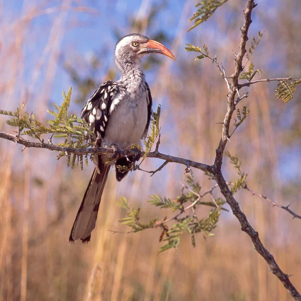 Red Billed Hornbill Perched Tree Kruger National Park South Africa — Stock Photo, Image