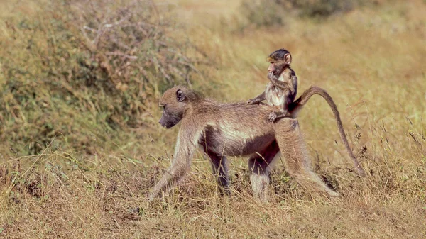 Babuíno Chacma Feminino Papio Ursinus Andando Parque Nacional Kruger Com — Fotografia de Stock