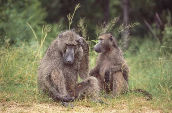 南非克鲁格国家公园里的一只雄性黑猩猩和一只雌性黑猩猩 — 图库照片