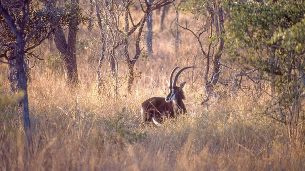 The sable antelope (Hippotragus niger) is a large antelope which inhabits wooded savanna in East and Southern Africa, from the south of Kenya to South Africa, with a separated population in Angola. This example was photographed in the Kruger National