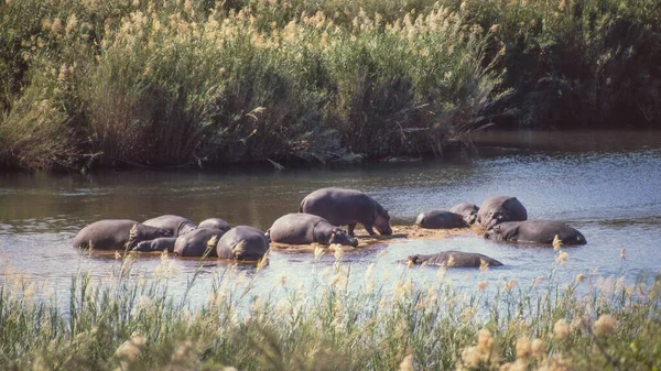Hippos Hippopotamus Amphibius Parque Nacional Kruger África Sul — Fotografia de Stock