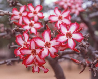 Impala zambağı (Adenium multiflorum) Güney Afrika ve Svaziland, Mozambik ve Zimbabwe 'de yetişerek doğu ve batı tropikal Afrika' ya, Malavi ve Zambiya 'ya kadar uzanır..