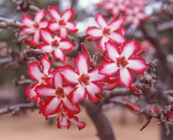 stock image The Impala Lily (Adenium multiflorum) grows in northern South Africa and Swaziland, Mozambique and Zimbabwe, extending into eastern and western tropical Africa to Malawi and Zambia.