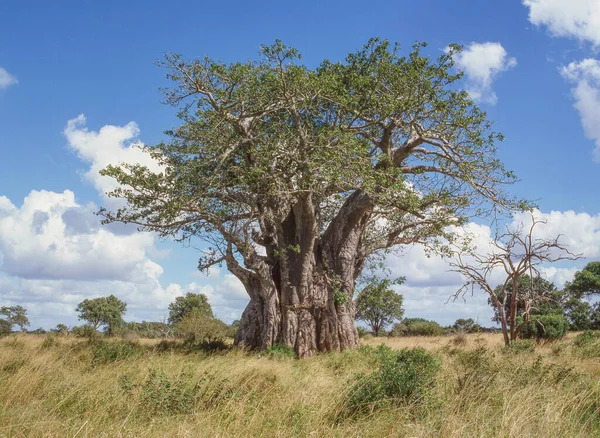 Albero Baobab Adansonia Digitata Nel Parco Nazionale Kruger Sud Africa — Foto Stock