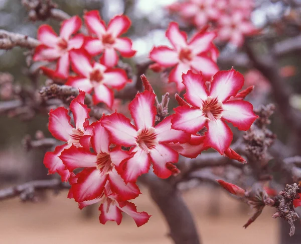Impala Lily Adenium Multiflorum Grows Northern South Africa Swaziland Mozambique Stock Photo