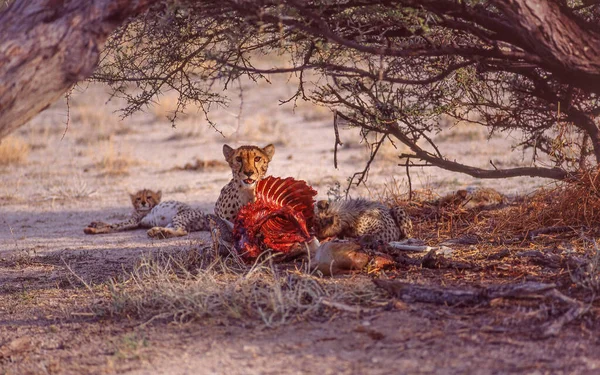 Bir Çita Yavruları Namibya Daki Etosha Ulusal Parkı Nda Bir — Stok fotoğraf