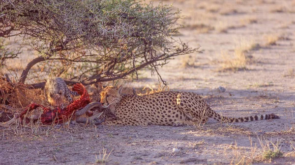 Uma Chita Com Seu Filhote Alimentando Carcaça Carneiro Springbok Parque — Fotografia de Stock