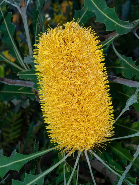 Banksia Genus 170 Species Plant Family Proteaceae Australian Wildflowers Garden — Stock Photo, Image