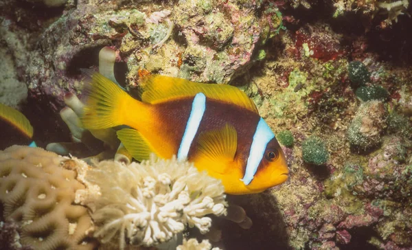 Ερυθρά Θάλασσα Clownfish Amphiprion Bicinctus Γνωστή Και Ερυθρά Θάλασσα Δύο — Φωτογραφία Αρχείου