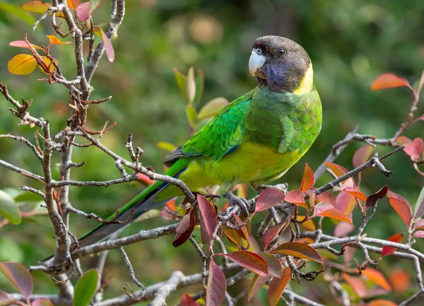 Cerchietto Australiano Della Razza Occidentale Noto Come Twenty Eight Parrot — Foto Stock
