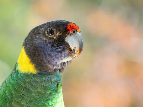 Retrato Ringneck Australiano Raça Ocidental Conhecido Como Papagaio Vinte Oito — Fotografia de Stock