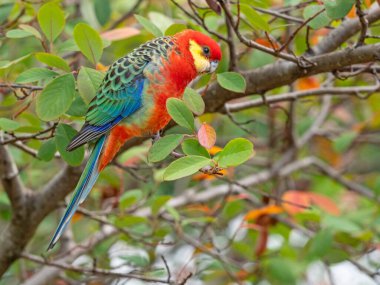 Batı Avustralya 'nın güneybatı kesimine özgü, Rosellaların en küçüğü olan parlak renkli erkek Batı Rosella..