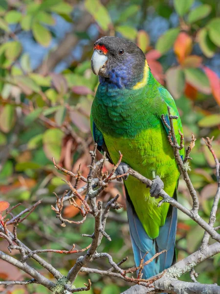 Cerchietto Australiano Della Razza Occidentale Noto Come Twenty Eight Parrot — Foto Stock
