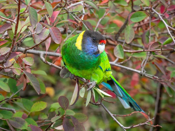 Ringneck Australiano Raça Ocidental Conhecido Como Papagaio Vinte Oito Fotografado — Fotografia de Stock