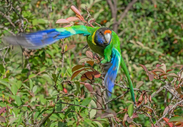 Australský Papoušek Prstencovým Výstřihem Západního Závodu Také Známý Jako Dvacetosm — Stock fotografie
