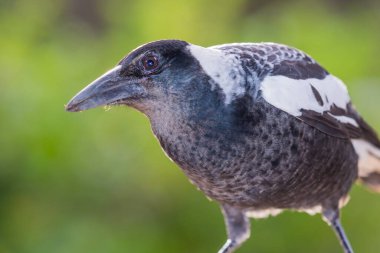 Avustralya saksağanı (Gymnorhina tibicen), kedigiller (Felidae) familyasından bir kuş türü. Burada Avustralya 'nın güneybatısında yer alan batı alt türü (Cracticus tibicen dorsalis) yer almaktadır..