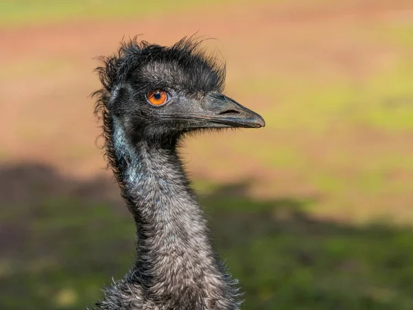 Portré Egy Emu Dromaius Novaehollandiae Második Legnagyobb Élő Madár Után — Stock Fotó