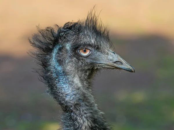 Προσωπογραφία Ενός Emu Dromaius Novaehollandiae Του Δεύτερου Μεγαλύτερου Ζωντανού Πτηνού — Φωτογραφία Αρχείου