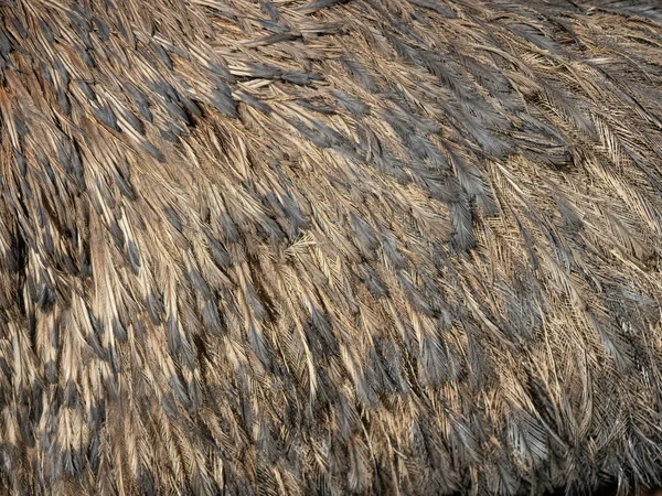 Pióra Emu Dromaius Novaehollandiae Drugiego Wielkości Żyjącego Ptaka Strusiu Występuje — Zdjęcie stockowe