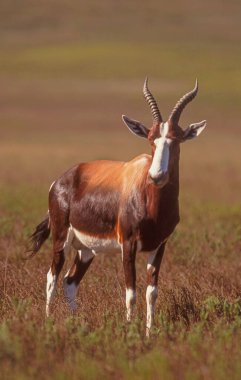 Bir bontebok antilobu (Damaliscus pygargus dorcas) Güney Afrika 'nın Batı Burnu yakınlarındaki Swellendam Ulusal Parkı' nda bulunur..