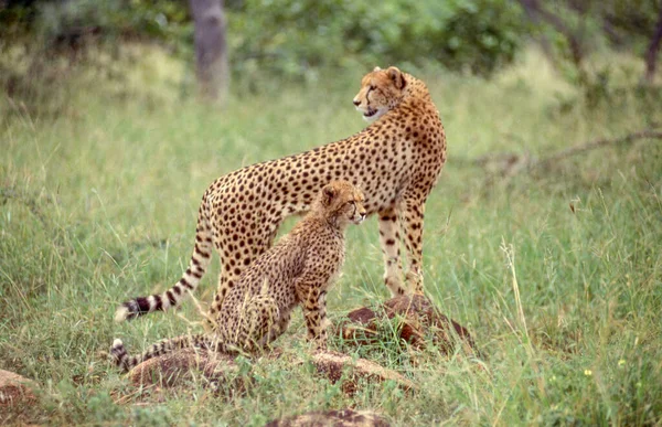 南非克鲁格国家公园 一只母猎豹幼崽带着警觉性很强的母亲 — 图库照片