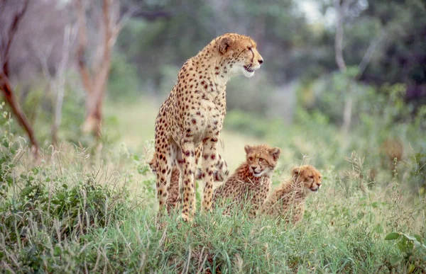 Uma Chita Alerta Com Seus Dois Filhotes Parque Nacional Kruger — Fotografia de Stock