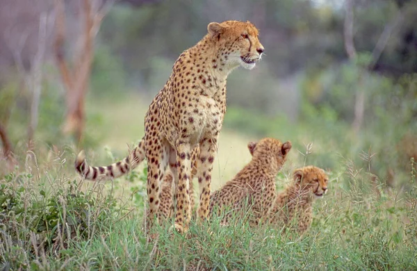 Uma Chita Alerta Com Seus Dois Filhotes Parque Nacional Kruger — Fotografia de Stock