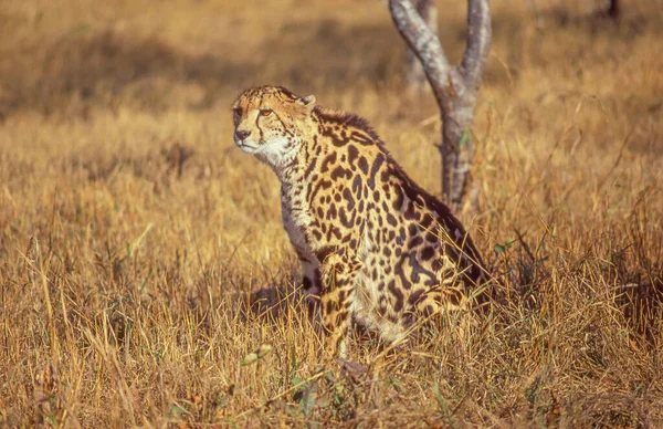 Koning Cheeta Een Verscheidenheid Van Cheeta Met Een Zeldzame Mutatie — Stockfoto