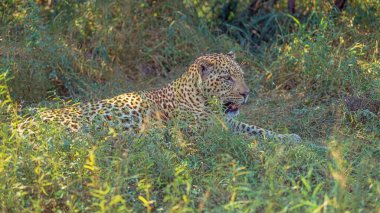 Güney Afrika Kruger Ulusal Parkı 'nda bir leopar (Panthera pardus).