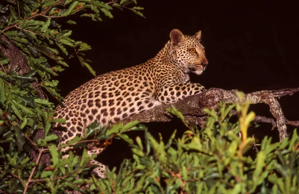 Ein Leopard Panthera Pardus Einem Baum Kruger Nationalpark Südafrika — Stockfoto