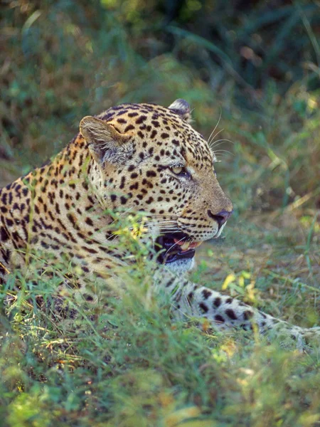Портрет Леопарда Panthera Pardus Відпочиває Національному Парку Крюгер Пар — стокове фото