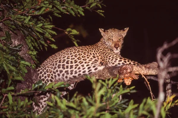 Леопард Panthera Pardus Дереві Національному Парку Крюгер Пар — стокове фото