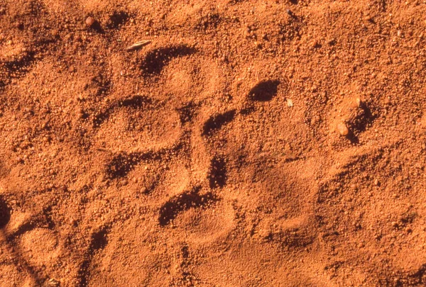 Fußabdruck Spoor Eines Leoparden Panthera Pardus Waterberg Südafrika lizenzfreie Stockfotos