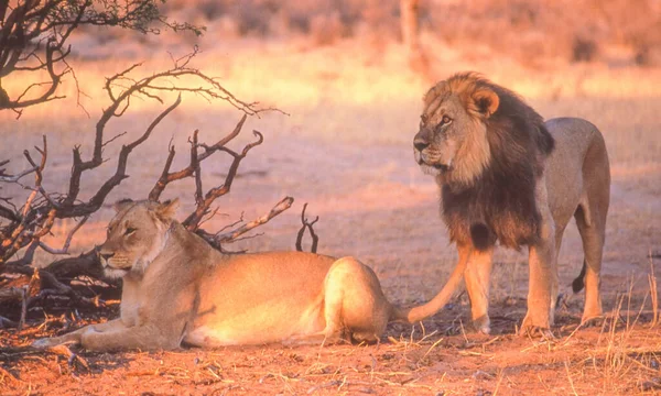 Par Løver Kgalagadi Grænseoverskridende Park Kalahari Ørkenen Sydafrika - Stock-foto