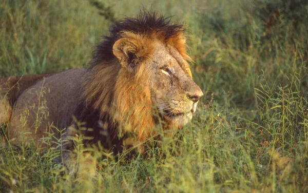 Portret Samca Lwa Kwiecie Wieku Kruger Nationaal Park — Zdjęcie stockowe