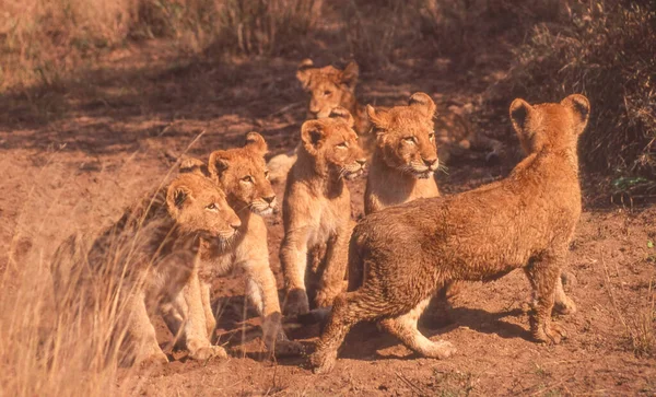 Sześć Młodych Lwów Parku Narodowym Kruger Republice Południowej Afryki — Zdjęcie stockowe