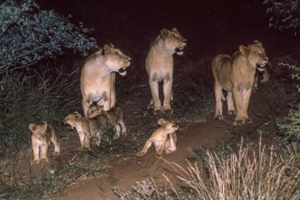 在南非克鲁格国家公园 女狮于夜间与幼狮共眠 — 图库照片