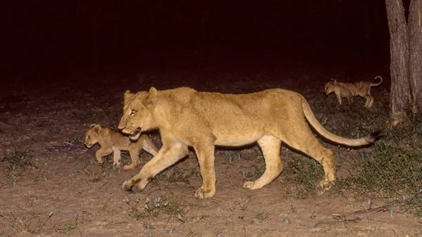 Lwica Młodymi Nocy Parku Narodowym Kruger Republice Południowej Afryki — Zdjęcie stockowe