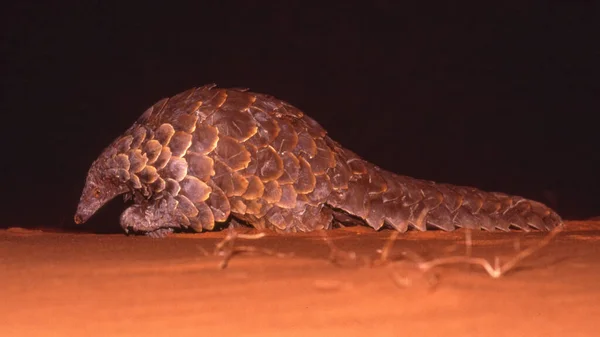 Ground Pangolin Smutsia Temminckii Also Known Temminck Pangolin Cape Pangolin Royalty Free Stock Images